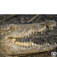 خانواده کروکودیل ها Crocodylidae